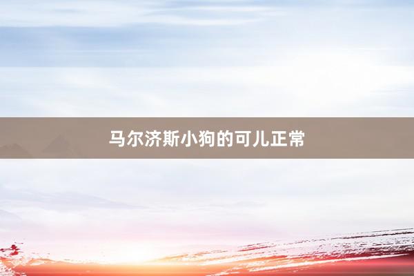 马尔济斯小狗的可儿正常